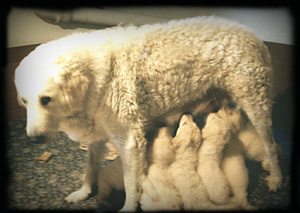 6 weeks